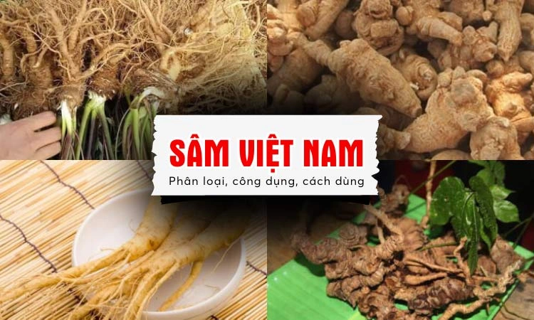 sâm việt nam