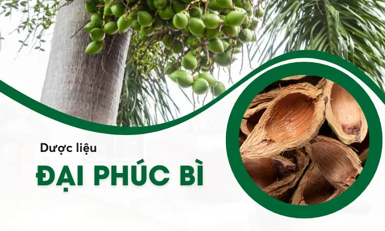 Khám phá về vị thuốc đại phúc bì