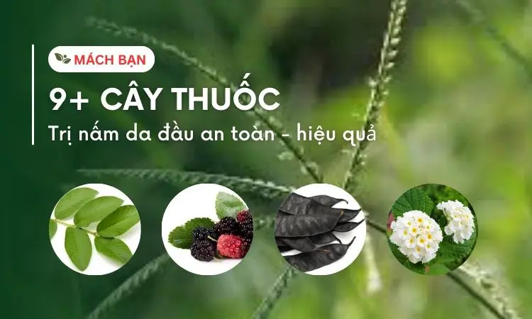 cây thuốc trị nấm da đầu