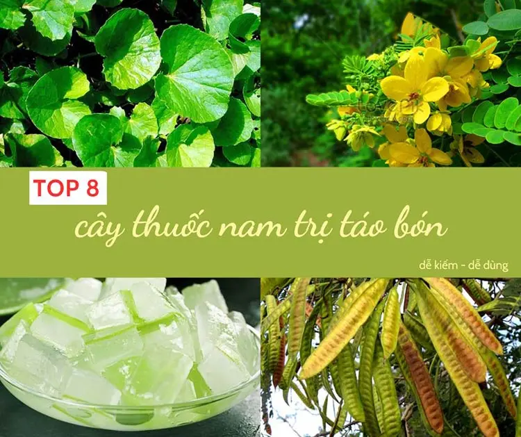 cây thuốc nam trị táo bón