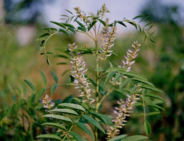 cây cam thảo