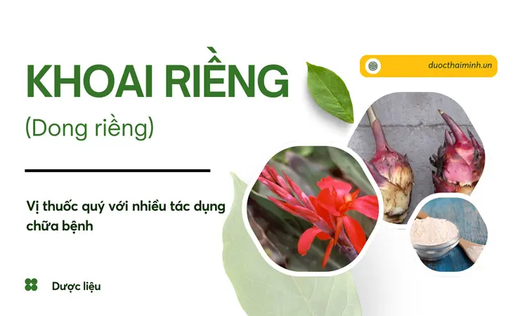 Khoai riềng (Dong riềng) – Vị thuốc quý với nhiều tác dụng chữa bệnh