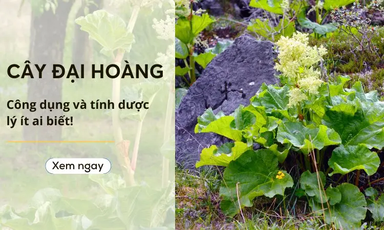 Đại hoàng dược liệu quen thuộc trong dân gian