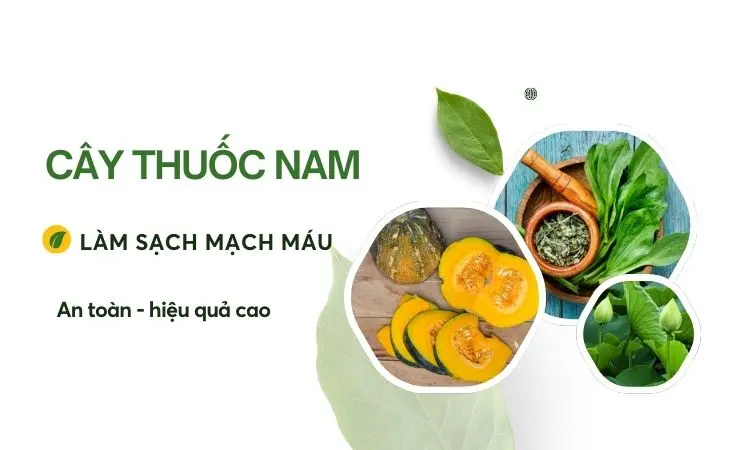 5+ Cây thuốc nam làm sạch mạch máu - cân bằng nhịp tim