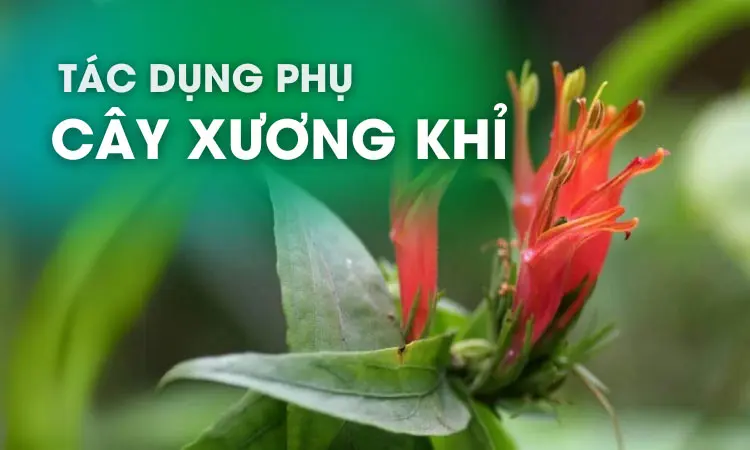 Tìm hiệu về tác dụng, tác hại của cây xương khỉ