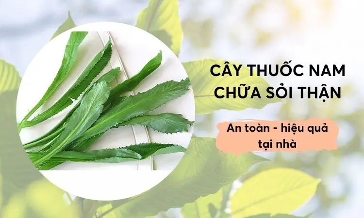 Trị Sỏi Thận Bằng Thuốc Nam: Giải Pháp Hiệu Quả Từ Thiên Nhiên