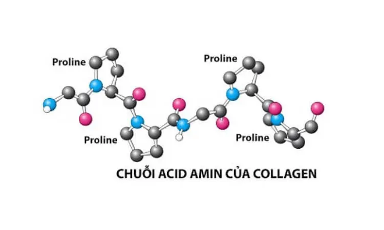 Collagen loại hai là một dạng protein sợi