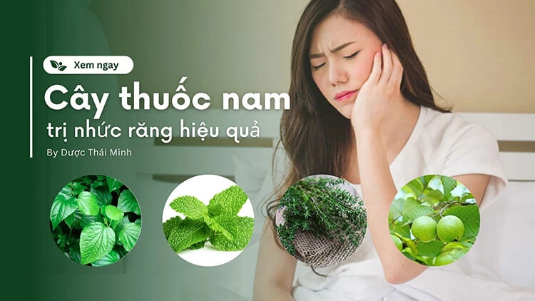 cây thuốc nam trị nhức răng