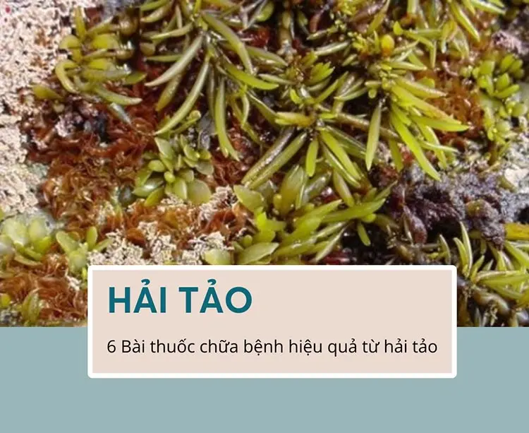 Tìm hiểu về các công dụng của hải tảo (Sargassum sp.)