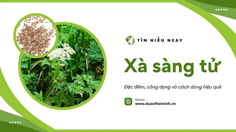 Xà sàng tử có tác dụng gì? Lưu ý khi sử dụng