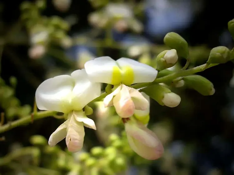 Hoa hòe tên khoa học là Sophora japonica L. thuộc họ đậu Fabaceae