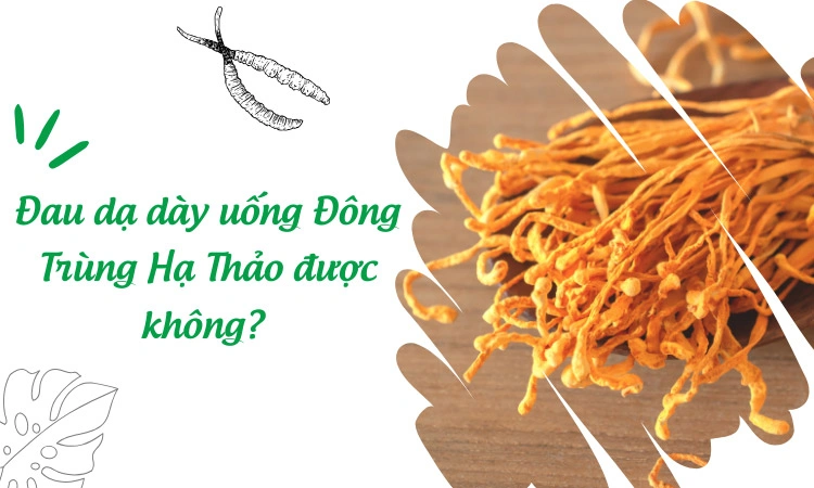 đau dạ dày uống đông trùng hạ thảo được không