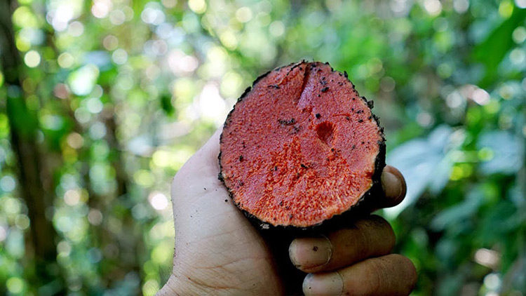 công dụng củ nâu