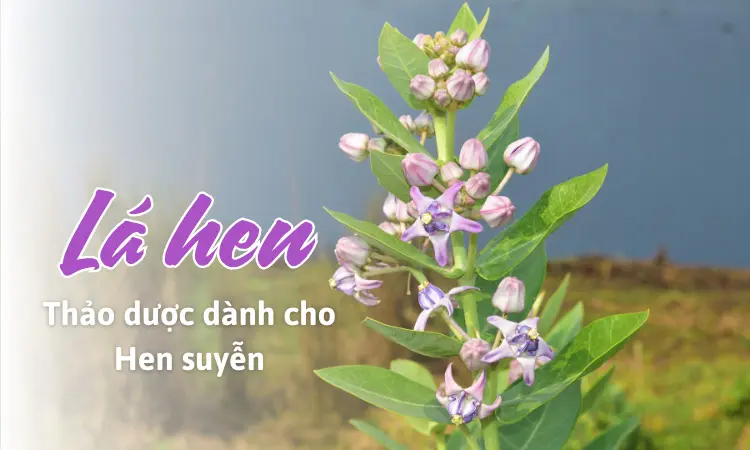 Tìm hiểu về những tác dụng từ cây lá hen