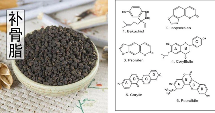 vị thuốc phá cố chỉ