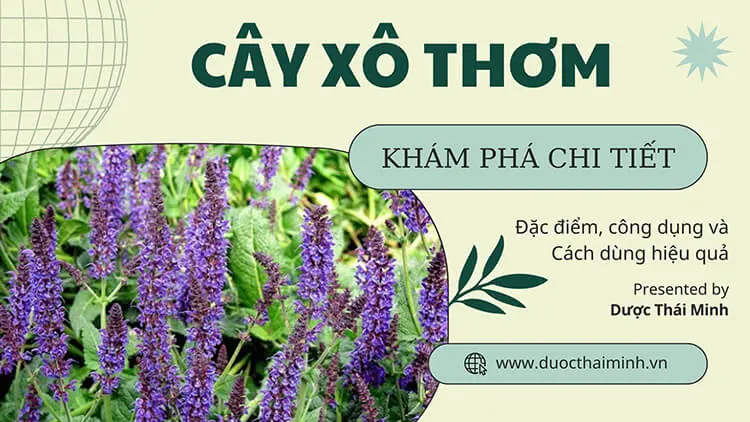 Cây xô thơm là gì?