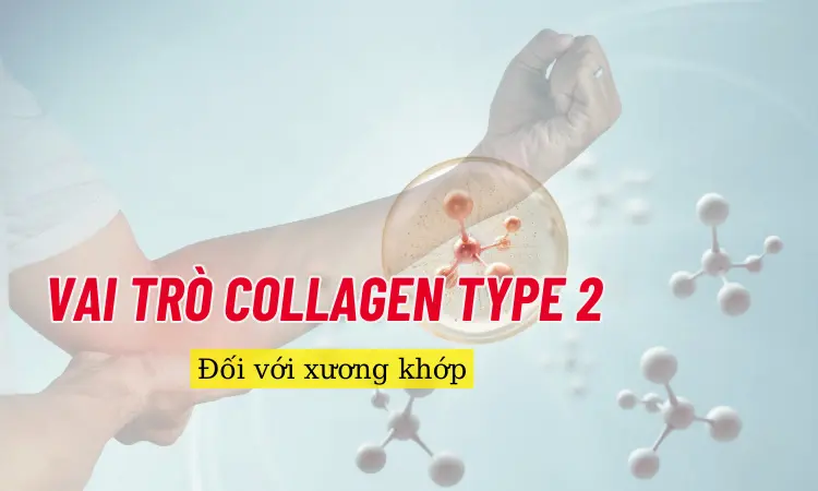 Vai trò của collagen type II đối với sụn khớp