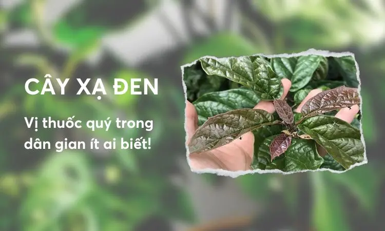 Cây xạ đen vị thuốc bách bệnh trong dân gian