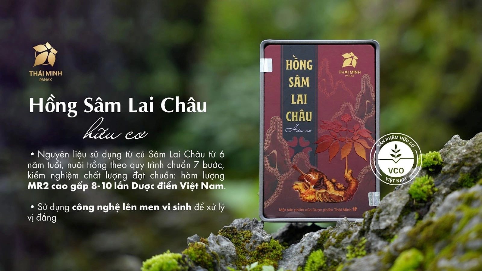 hồng sâm lai châu hữu cơ