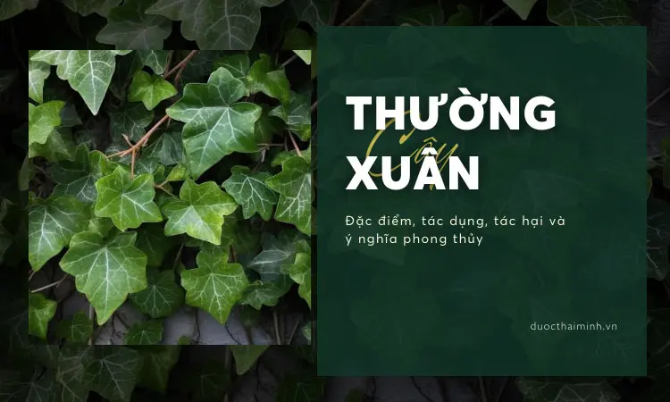 Tìm hiểu cây thường xuân là cây gì, có tác dụng gì