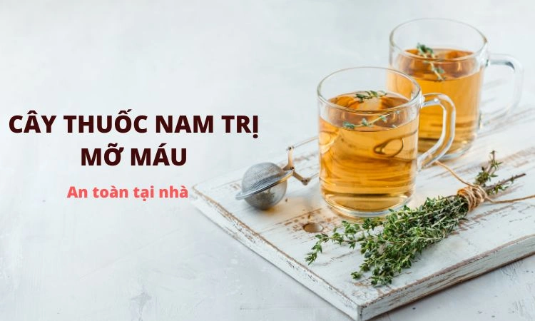 cây thuốc nam trị mỡ máu