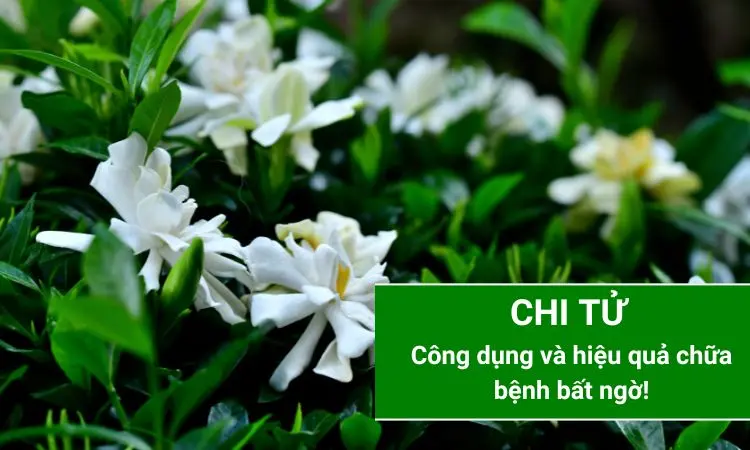 Chi tử vị thuốc quen thuộc trong dân gian 