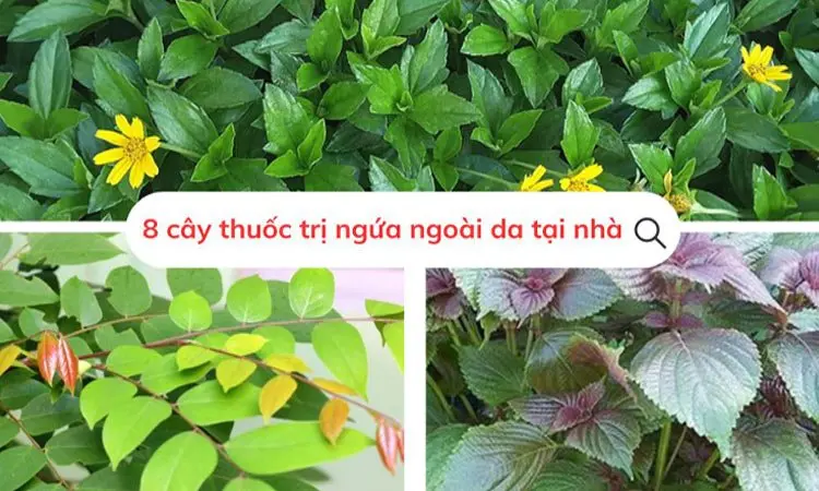 cây thuốc trị ngứa ngoài da