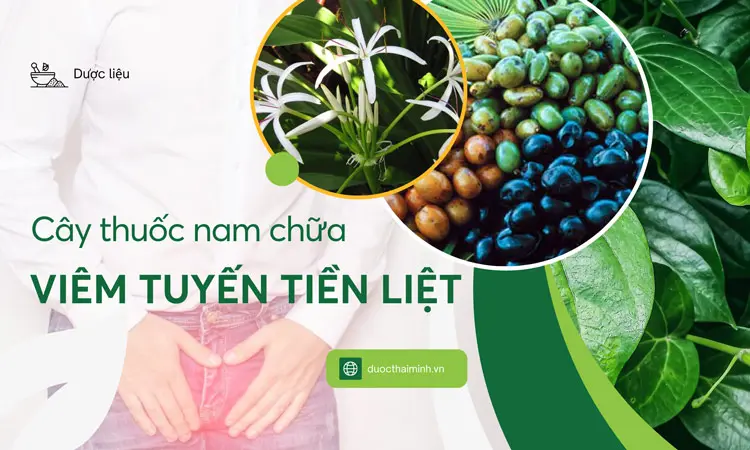 cây thuốc nam chữa viêm tuyến tiền liệt