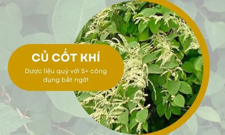 Củ cốt khí mang đến nhiều công dụng có lợi cho sức khỏe 