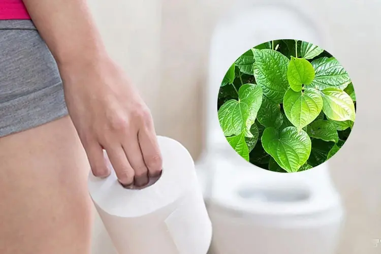 Lá lốt có hàm lượng lớn flavonoid - hợp chất có tác dụng làm bền thành mạch máu