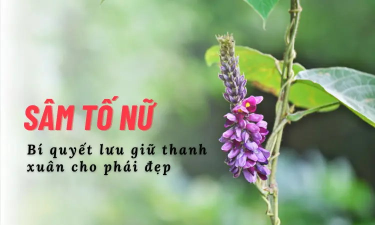 Tìm hiểu tác dụng đến từ cây sâm tố nữ