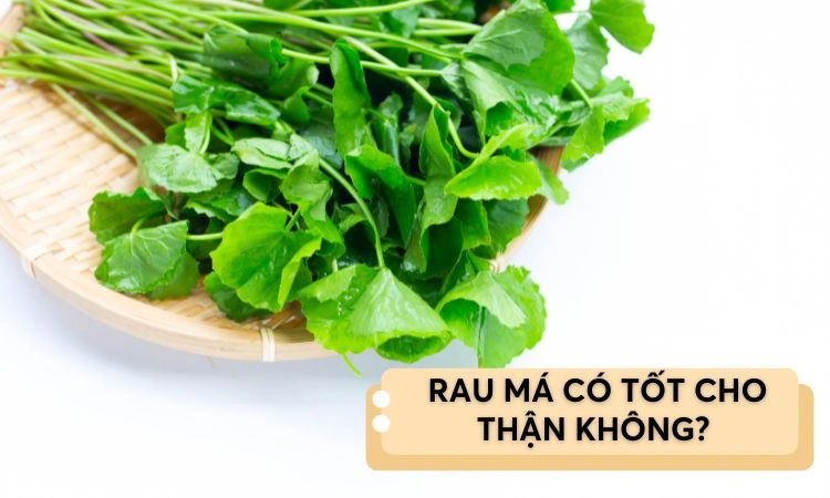 Giải đáp ăn rau má có tốt cho sức khỏe thận không? 