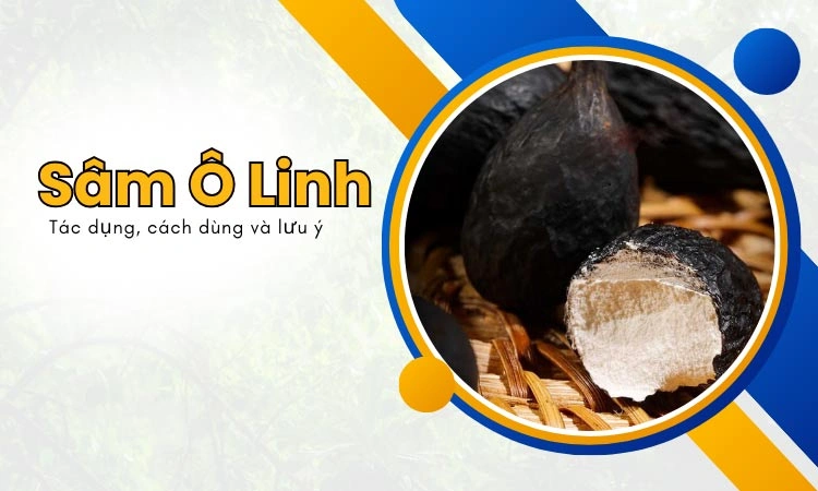 sâm ô linh có tác dụng gì