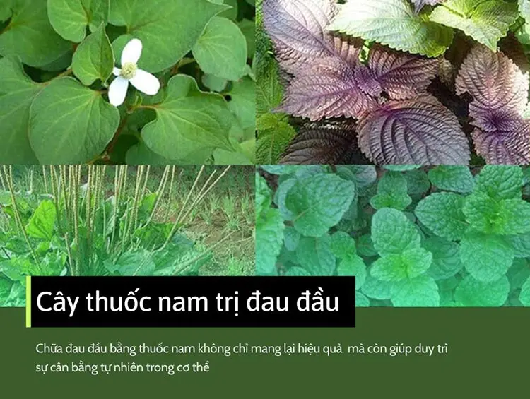 Các cây thuốc nam trị đau đầu hiệu quả - nhanh chóng