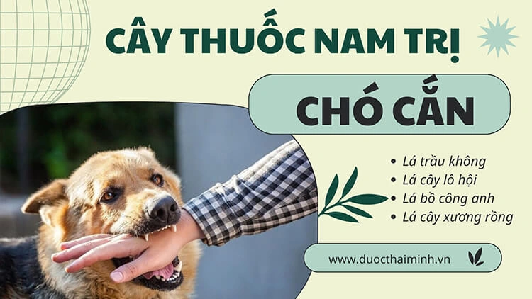 cây thuốc nam trị chó cắn