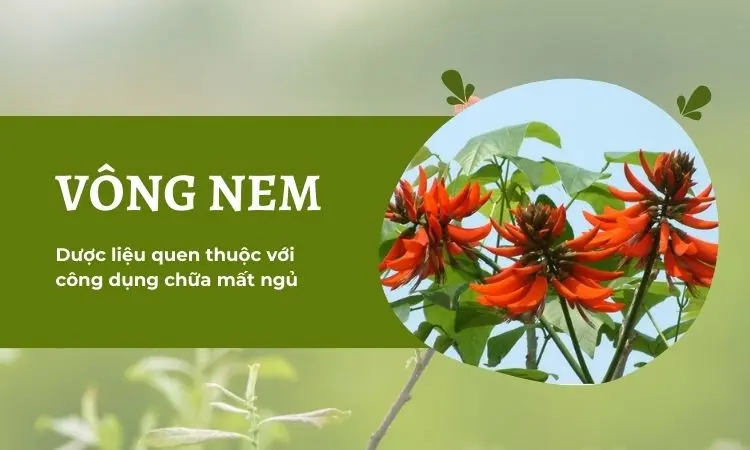 Lá vông nem: Đặc điểm và bài thuốc hiệu quả mà dễ thực hiện