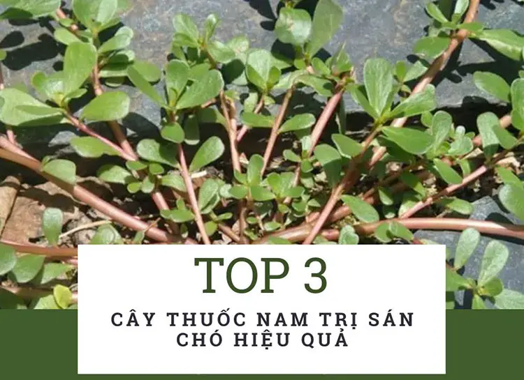 Thuốc Nam trị sán chó: Phương pháp hiệu quả từ thiên nhiên