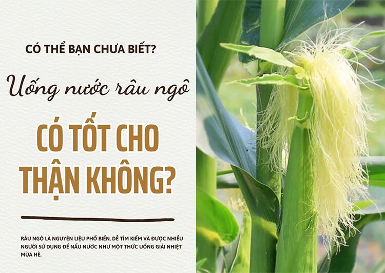 uống nước râu ngô có tốt cho thận không