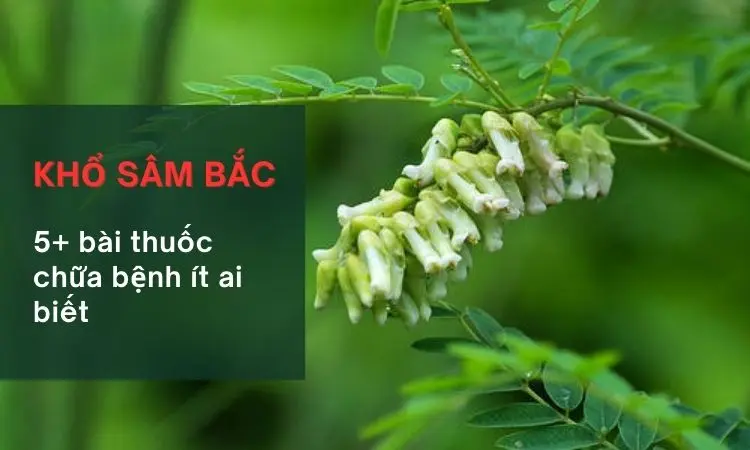 Khổ sâm bắc dược liệu quý trong dân gian 