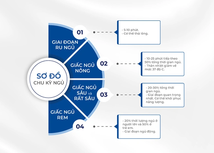 Sơ đồ chu kỳ và cơ chế của giấc ngủ