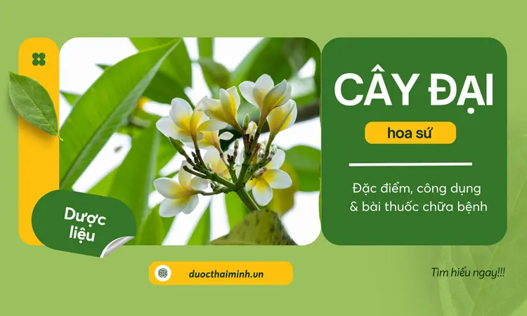 Cây Đại (Hoa sứ): Đặc điểm, công dụng & bài thuốc chữa bệnh