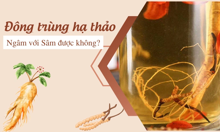 đông trùng hạ thảo ngâm với sâm có được không