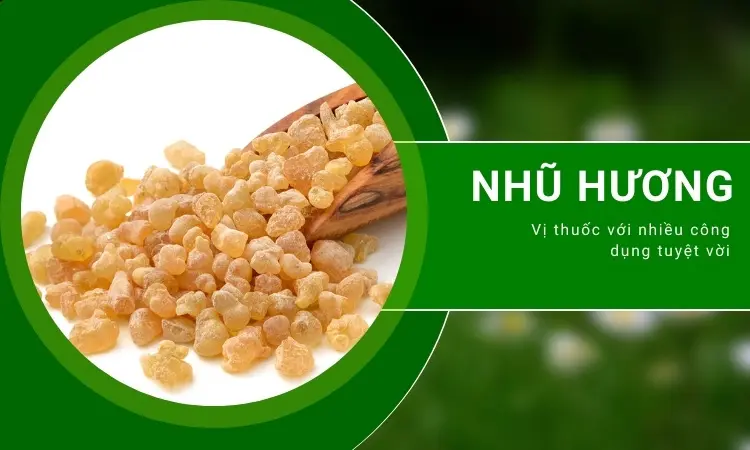 Nhũ hương - vị thuốc quý trong điều trị bệnh