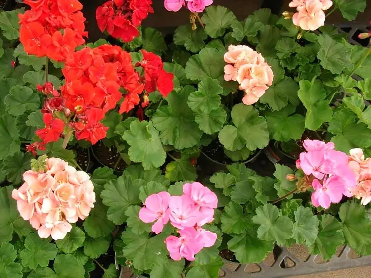 Hoa phong lữ tên khoa học Pelargonium hortorum Bailey 