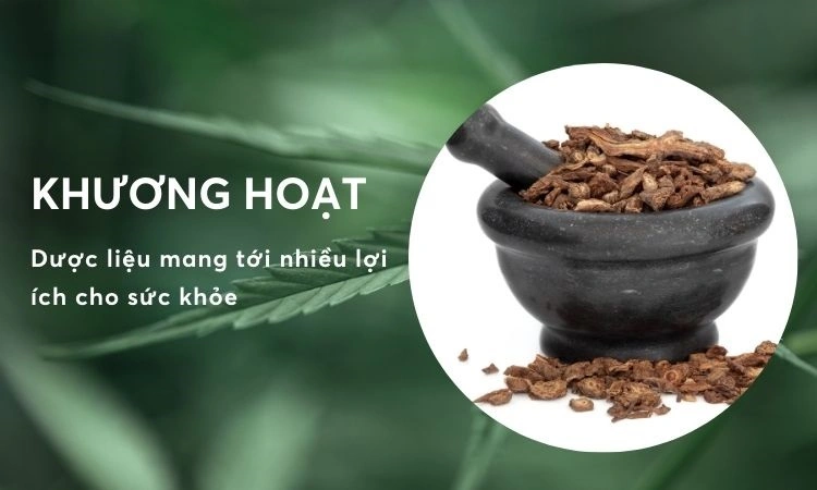 khương hoạt