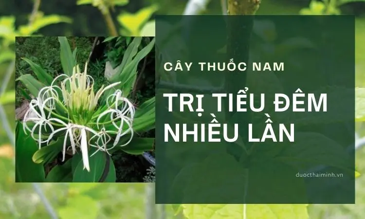 cây thuốc nam trị tiểu đêm