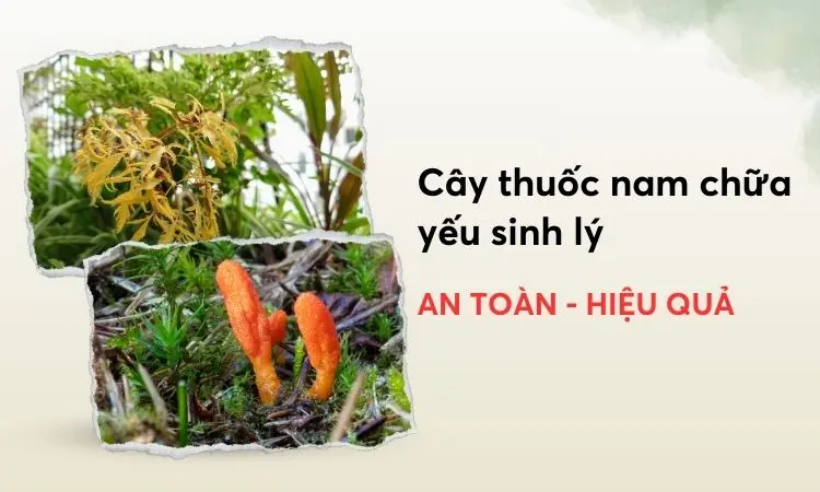 Thuốc Nam Chữa Yếu Sinh Lý Nữ: Giải Pháp Tự Nhiên Hiệu Quả Cho Phụ Nữ