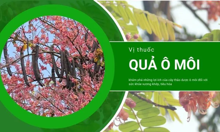 Giải đáp thắc mắc: Quả ô môi ăn được không?