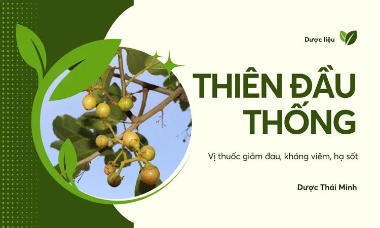 Cây thiên đầu thống – Giảm đau, kháng viêm, hạ sốt